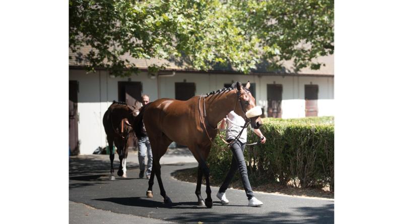 Visites au cœur de l'hippodrome